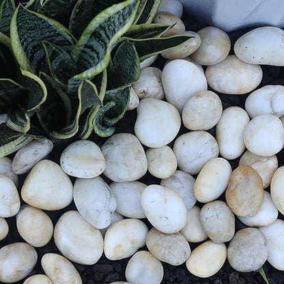 10lb Cream White River Rocks Outdoor Landscaping- Polished Pebble for Plants – Garden Decorative Stones-1-2 Large Plant Rocks,Ideal for Aquarium, Home Decor