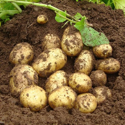 German Butterball Certified Seed Potatoes - Non GMO Naturally Grown - Whole Potatoes - American Raised - 3Lb