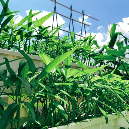 500+ Kong Xin CAI Vegetable Seeds Water Spinach Kangkong Delicious Vegetable Seeds for Green Leaf Planting Garden Non-GMO Choy Ong Seed