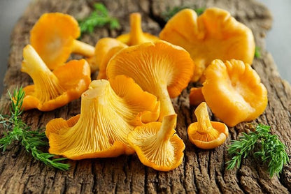 Spores Mushroom Golden Chanterelle Seeds Mycelium Spawn Dried Hierloom Non GMO