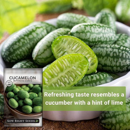 Sow Right Seeds - Cucamelon Seeds for Planting - Non-GMO Heirloom Packet with Instructions to Plant an Outdoor Home Vegetable Garden - Mini Bitter Mouse Melon, Mexican Sour Gherkin - Rare Variety (2)