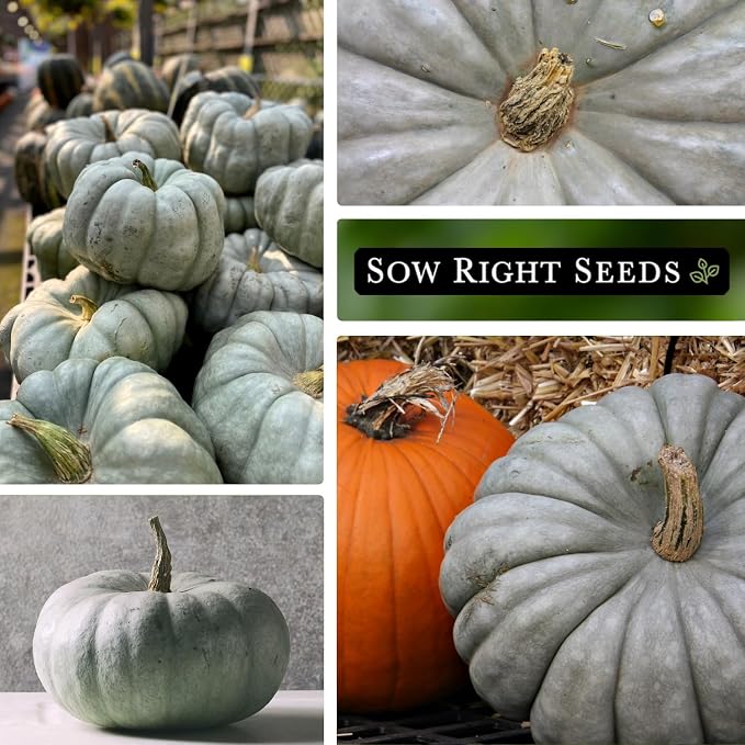 Sow Right Seeds - Jarrahdale Pumpkin Seeds for Planting - Non-GMO Heirloom Packet with Instructions to Plant & Grow an Outdoor Home Vegetable Garden - Unique Grey Blue Variety - Fall Decor (3)