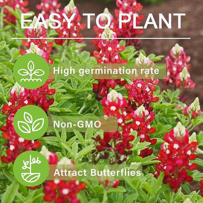 1000+ Perennial Red Texas Bluebonnet Seed-Texas Lupine Flower for Planting Grow in Garden Home Heirloom