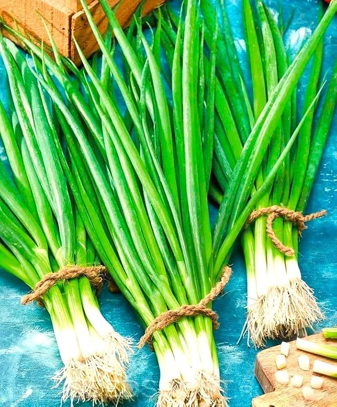 Seeds Japanese Green Onions Tokyo 300+ Seeds for Planting Bunching Onions Perennial