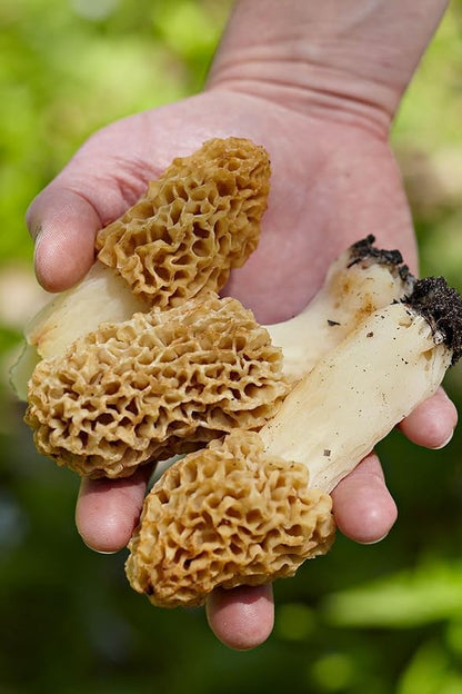 Morel Mushrooms Spores Mycelium Non GMO Spawn for Planting