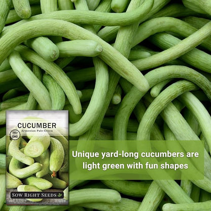 Sow Right Seeds - Armenian Pale Green Cucumber Seeds for Planting - Non-GMO Heirloom Packet with Instructions to Plant and Grow a Home Vegetable Garden - Yard Long Variety for Outdoors (3)