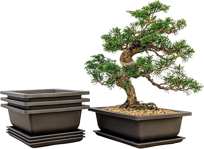 Tinyroots Bonsai Pots with Humidity Trays - Training Planters, Built in Mesh, 6-inch and 8-inch