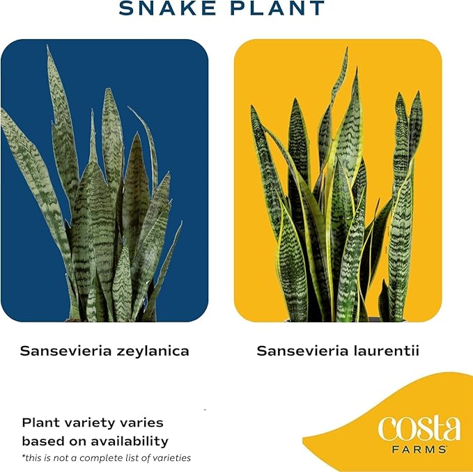 Costa Farms Snake Plant, Live Plant in Plastic Pot, Easy to Maintain, Air Purifying Large Indoor Succulent Houseplant, Assorted Variety, Home, Room, or Office Decor, House Warming Gift, 2-3 Feet Tall