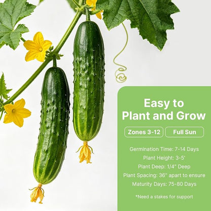 Groundio Organic Cucumber Seeds (Marketmore), High Germination Seeds for Planting, Hardy Vigorous Slicing Cucumbers (Cucumis sativus)