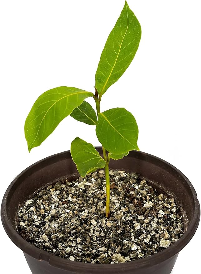 Gardenera House Plant and Tropical Plant Potting Soil - Re-Potting Soil for All Types of Indoor House Plants - 4 Quart Bag