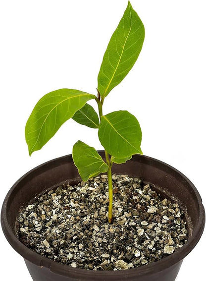 Gardenera House Plant and Tropical Plant Potting Soil - Re-Potting Soil for All Types of Indoor House Plants - 4 Quart Bag