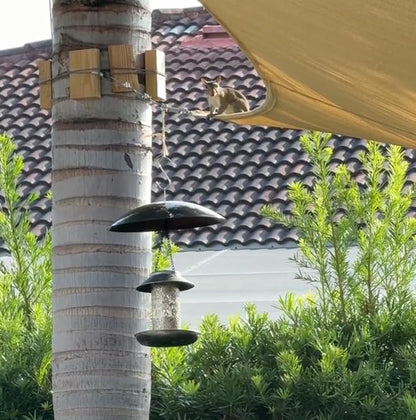 13" Bird Feeder Rain Guard, Hummingbird Feeder's Shade Dome Cover, Hanging Baffle for Bird Feeders Pole,Smart Birds Feeder Umbrella (Black), 3 Pack