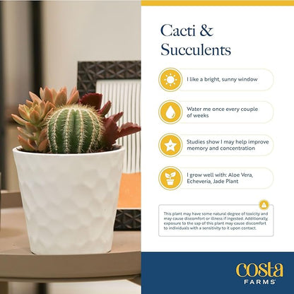 Costa Farms Live Succulent, Easy to Grow Haworthia Plant in Planter Pot, Succulent Houseplant in Potting Soil, Indoors Garden Gift, Cacti Room Décor and Home Décor, 4-Inches Tall