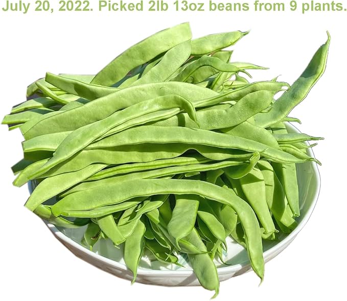 Bean Seeds for Planting Vegetables and Fruits. Pole Beans,Bush Beans,Romano Beans.Non GMO Garden Seeds for Home Vegetable Garden-Organic Stringless Heirloom Romano Green Pole Bean Seeds Helda-30ct+