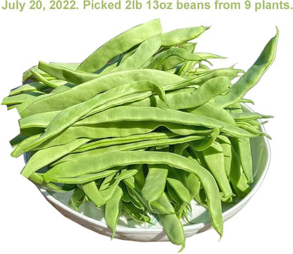Bean Seeds for Planting Vegetables and Fruits. Pole Beans,Bush Beans,Romano Beans.Non GMO Garden Seeds for Home Vegetable Garden-Organic Stringless Heirloom Romano Green Pole Bean Seeds Helda-30ct+