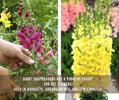 Garden Snapdragon - Maximum Mix - 7,500 Seeds - Mixed Colors, Heirloom Non-GMO USA Grown, Excellent for Pollinators, Annual - Vibrant Flowers for Any Home Garden