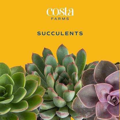 Costa Farms Mini Succulent Live Plants in Decorative Garden Pot, Easy to Maintain Small Indoor Houseplant, Home, Room, or Office Decor, Great House Warming or Birthday Gift, 6 Inches Tall