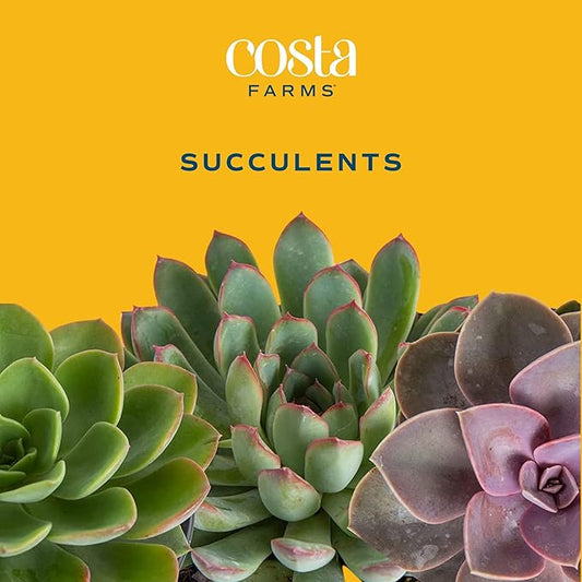 Costa Farms Succulent, Live Indoor Plant Grower's Choice, Easy to Grow Houseplant in Indoor Succulent Planter, Birthday, Garden Gift, Desert Room Decor for Home or Office, 6-Inches Tall