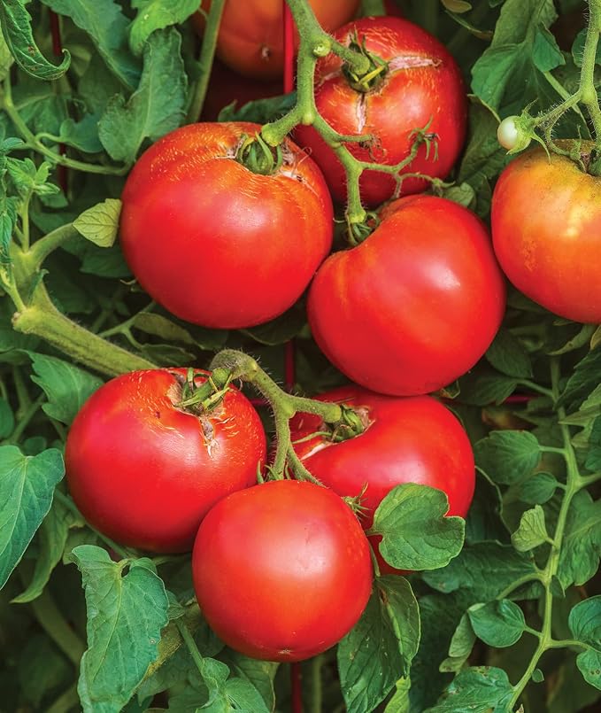 Burpee 'Better Boy' Hybrid Tomato Seeds , Large Slicing Red Tomato Variety , 30 Non-GMO Vegetable Seeds for Planting , Disease-Resistant Tomato for Garden