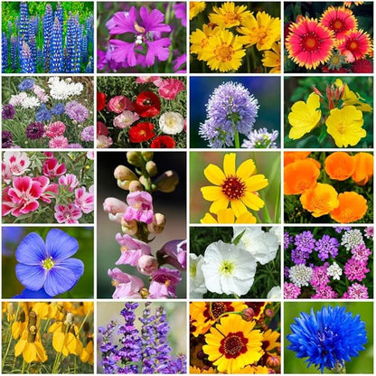 Grow Your Own Vibrant Annual and Perennial Wildflower Garden Seeds Mixture, Varieties for Pollinators and Spring Gardens - Western Regional Mix, 10 lbs