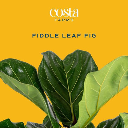 Costa Farms Little Fiddle Leaf Fig, Live Indoor Ficus Lyrata Plant in Nursery Plant Pot, Houseplant in Potting Soil, Housewarming, Birthday Gift, Office, Home, and Room Decor, 1 Foot Tall