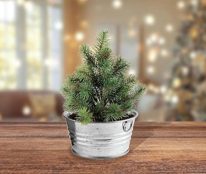 Buzzy Seeds Grow Your Own Christmas Tree Kit - Metal Windowsill Planter - Complete Indoor/Outdoor Gardening Kit with Seeds, Coconut Husk Growing Medium & Genuine Pots - 100% Grow Guarantee