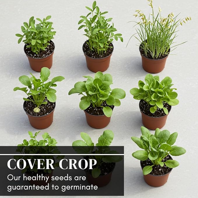 No-Till Cover Crop 10 Seed Mix - Winter Rye, White Clover, Austrian Winter Peas, Triticale, Crimson Clover, Cow Peas, Daikon Radish, Purple Turnips, Wheat, Oats, (25 Pounds)