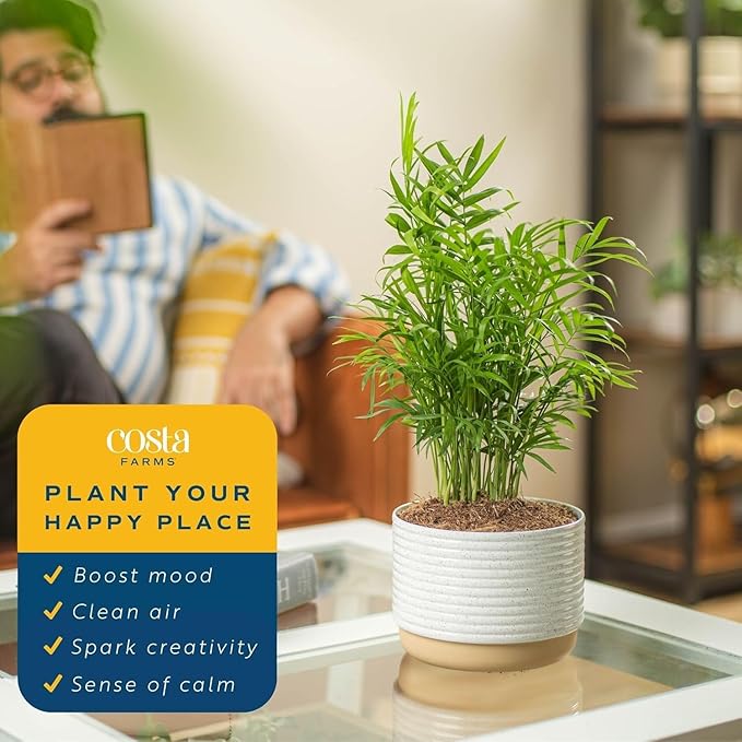 Costa Farms Parlor Palm Live Plant in Plastic Pot, Air Purifying Indoor Houseplant, Perfect for Home, Room, or Office Decor, Great House Warming or Birthday Gift, 14-18 Inches Tall