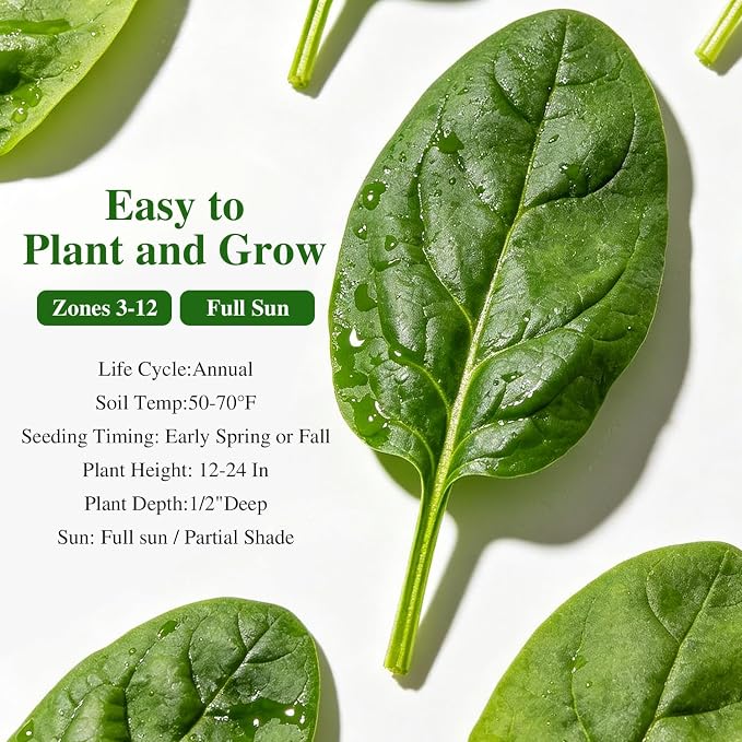 Groundio 350+ Bloomsdale Spinach Seeds, Heirloom Non-GMO, Slow Bolt Cold Hardy Leafy Greens for Home Garden Backyard Planting (Spinacia oleracea)