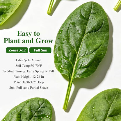 Groundio 350+ Bloomsdale Spinach Seeds, Heirloom Non-GMO, Slow Bolt Cold Hardy Leafy Greens for Home Garden Backyard Planting (Spinacia oleracea)