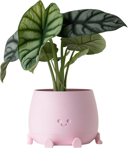 TOPOLA Happy Face Planter, 5.2 Inches Plastic Plant Pot, Self Watering Plant Pot with Drainage Holes for Indoor Outdoor, Succulent Pot, Funny Flower Pot, Sakura