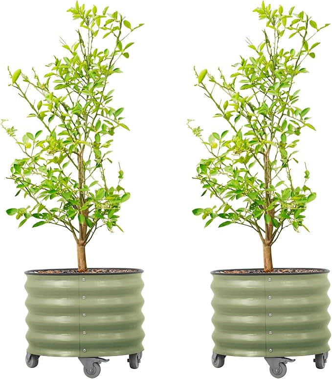 Rolling Metal Citrus Tree Planter Pot, 21″ Round Planter Box for Porch Patio & Backyard, 20 Gallon Large Planter Pot with Wheels for Growing Olive Trees Tomatoes Vegetables Flowers, 2 Pack Olive Green