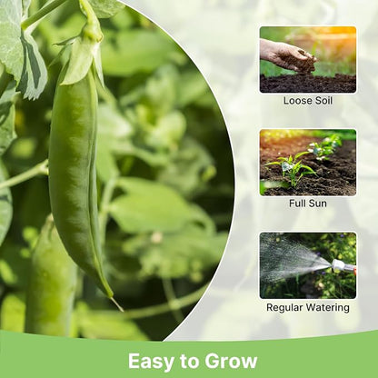 Sugar Snap Pea Seeds for Planting | Organic Non-GMO Vegetable Seeds for Planting Home Garden Indoor & Outdoor | Cool Season Crop,Super Productive