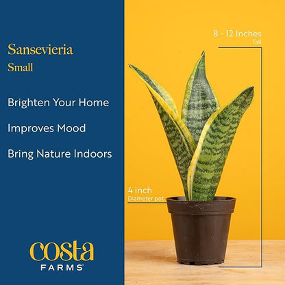 Costa Farms Snake Plant, Small Live Plant in Decorative Pot, Easy to Maintain, Air Purifying Succulent Indoor Houseplant, Assorted Variety, Home, Room, or Office Décor, 8-12 Inches Tall