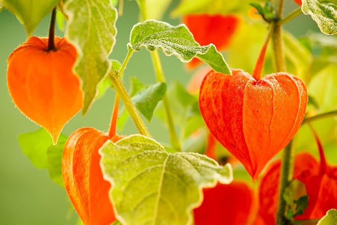 Seeds Strawberry Physalis Cape Gooseberry Goldenberry Ground Cherry Orange Non GMO Vegetable for Planting
