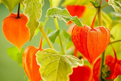 Seeds Strawberry Physalis Cape Gooseberry Goldenberry Ground Cherry Orange Non GMO Vegetable for Planting