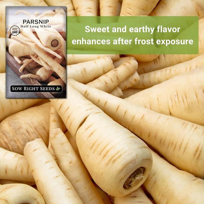 Sow Right Seeds - Half Long White Parsnip Seeds for Planting - Non-GMO Heirloom Packet with Instructions to Plant an Outdoor Home Vegetable Garden - White Flesh Root Parsnip - Spring and Fall (1)