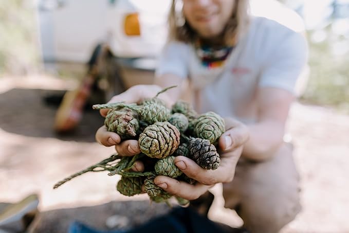 Giant Sequoia | Tree Seed Grow Kit | The Jonsteen Company