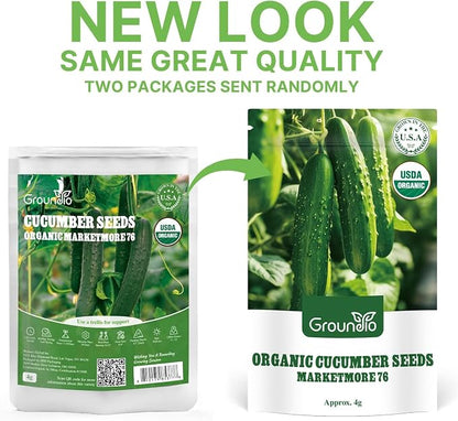 Groundio Organic Cucumber Seeds (Marketmore), High Germination Seeds for Planting, Hardy Vigorous Slicing Cucumbers (Cucumis sativus)