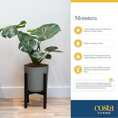 Costa Farms Monstera, Swiss Cheese Live Plant in Decorative Pot, Large Indoor Houseplant, Perfect for Home, Room, or Office Decor, Great House Warming or Birthday Gift, 2-3 Feet Tall