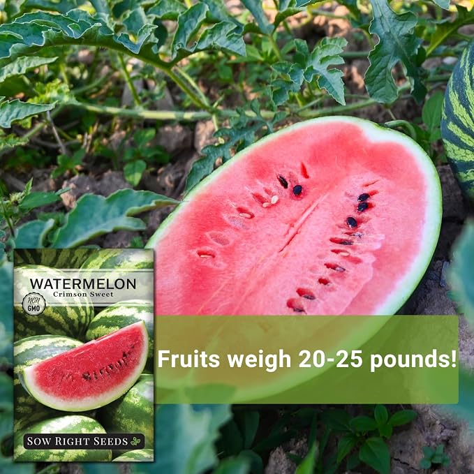 Sow Right Seeds - Crimson Sweet Watermelon Seeds for Planting - Non-GMO Heirloom Packet with Instructions to Plant a Home Vegetable Garden - Large Red Melon with Sweet Flesh - Summer Variety (3)