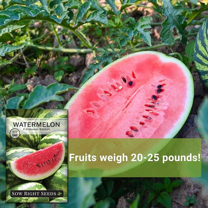 Sow Right Seeds - Crimson Sweet Watermelon Seeds for Planting - Non-GMO Heirloom Packet with Instructions to Plant a Home Vegetable Garden - Large Red Melon with Sweet Flesh - Summer Variety (2)