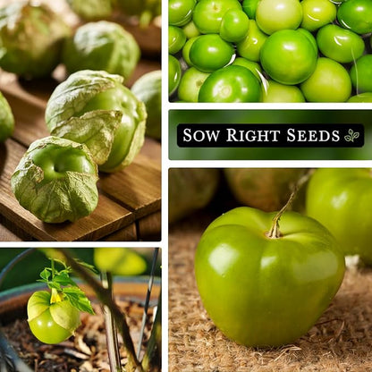 Sow Right Seeds - Toma Verde Tomatillo Seeds for Planting - Non-GMO Heirloom Packet with Instructions to Plant a Home Vegetable Garden - Mexican Husk Tomato - Ground Cherries Great for Salsa (3)