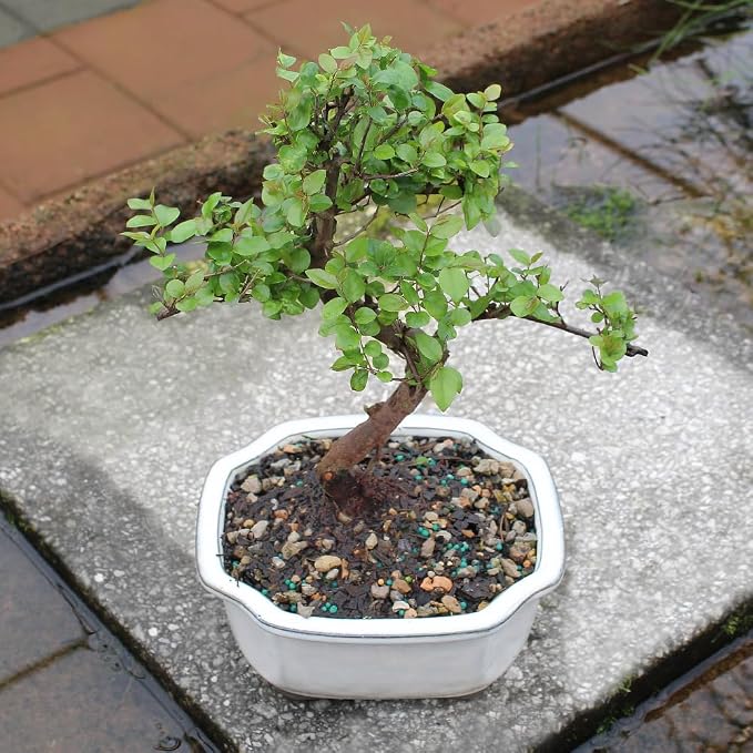 Brussel's Bonsai Live Chinese Sweet Plum Bonsai Tree - 5 Years, 6 to 10 in - Indoor Bonsai in Ceramic Bonsai Pot