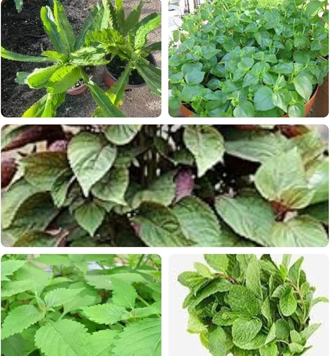 Set of 5 Vietnamese Vegetables Ngò GAI, Rau Càng Cua, Rau tía tô, Kinh giới, húng lũi Culantro Thai Parley, peperomia pellucida Plant Seeds and Vietnamese Perilla Seeds 1000++ Seeds/Bag