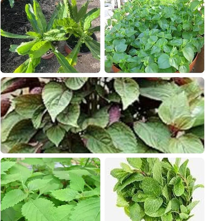 Set of 5 Vietnamese Vegetables Ngò GAI, Rau Càng Cua, Rau tía tô, Kinh giới, húng lũi Culantro Thai Parley, peperomia pellucida Plant Seeds and Vietnamese Perilla Seeds 1000++ Seeds/Bag