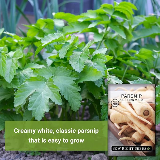 Sow Right Seeds - Half Long White Parsnip Seeds for Planting - Non-GMO Heirloom Packet with Instructions to Plant an Outdoor Home Vegetable Garden - White Flesh Root Parsnip - Spring and Fall (2)