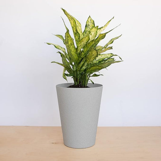 Bloem Tall Finley Tapered Round Planter: 14" - Cement - Matte Textured Finish, 100% Recycled Plastic Pot, for Indoor and Outdoor Use, Gardening, 4 Gallon Capacity