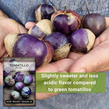 Sow Right Seeds - Purple Tomatillo Seeds for Planting - Non-GMO Heirloom Packet with Instructions to Plant an Outdoor Home Vegetable Garden - Mexican Husk Tomato - Ground Cherries Great for Salsa (1)