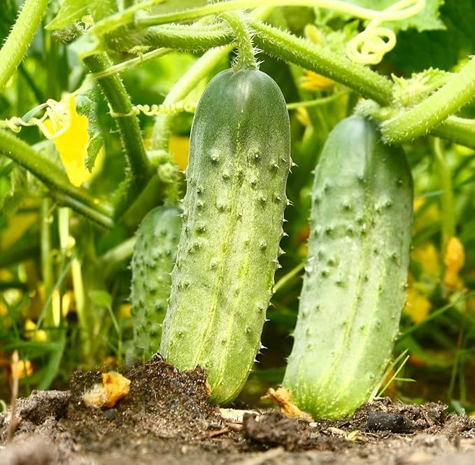Seeds Cucumber Rodnichok F1 Pickling Heirloom Vegetable Non GMO